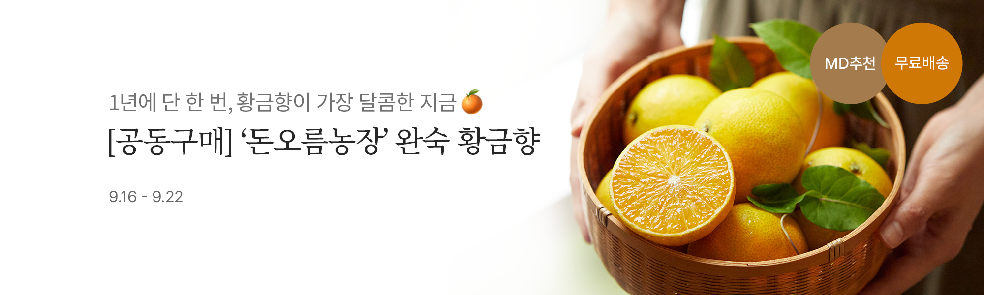 9/16 황금향 스토어홈