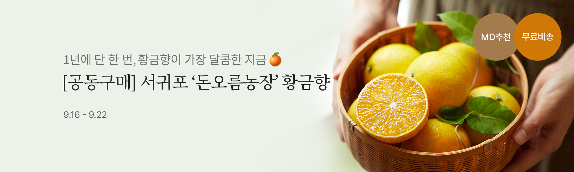 9/16 황금향 스토어홈