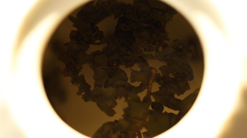 티(Tea) 맛있게 우리기