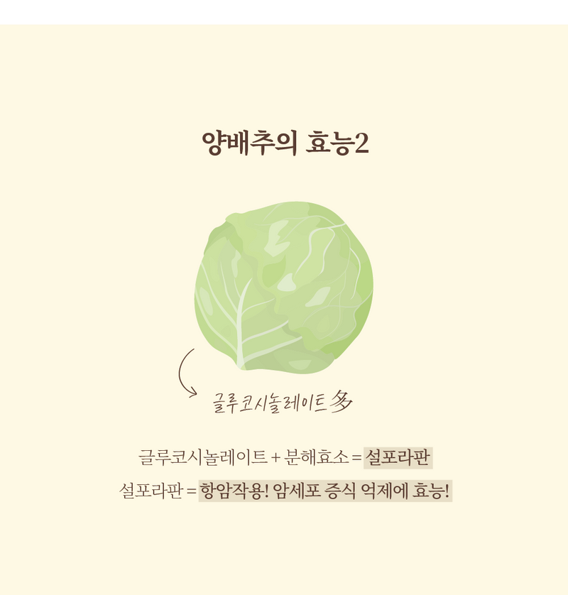 ‘위’에 좋다는 양배추! ‘위’에만 좋은 것이 아니다?