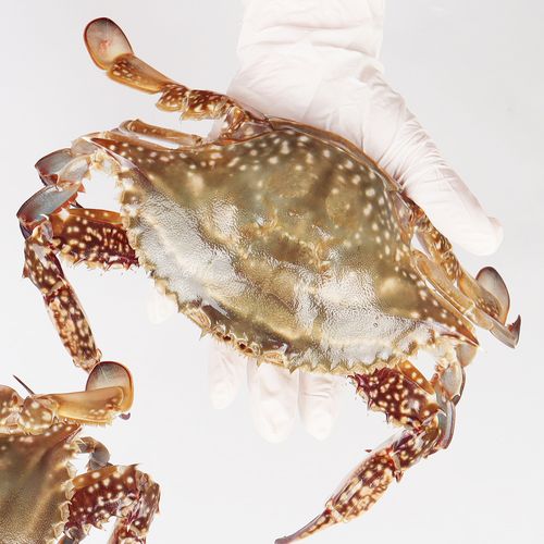 산지직송 가을 활꽃게 1kg (3-5미 내외) 빙장포장