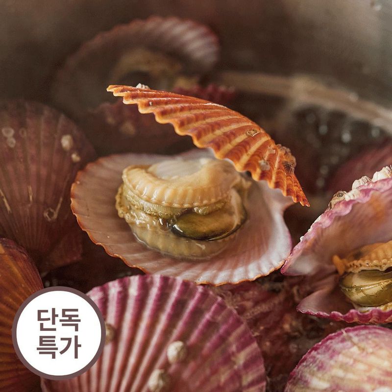 통영직송 홍가리비 / 황금가리비 (1kg / 2kg 옵션)