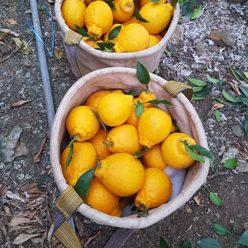 제주도(서귀포)한라봉 3KG / 5kg