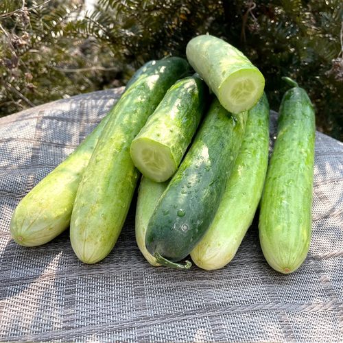 고흥 백다다기 오이