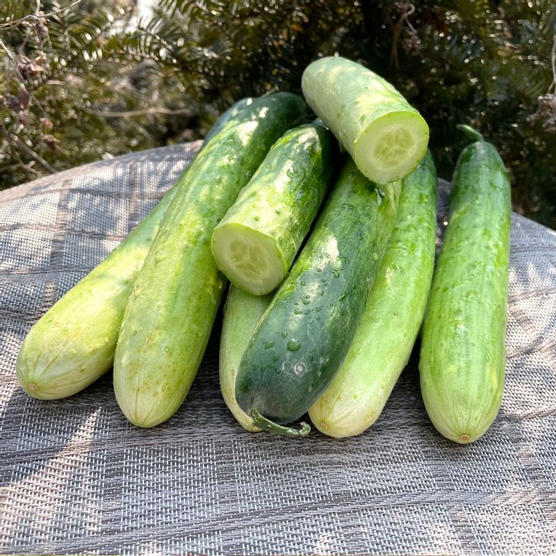 산지직송 고흥 백다다기 오이 1kg 2kg 3kg 5kg 10kg