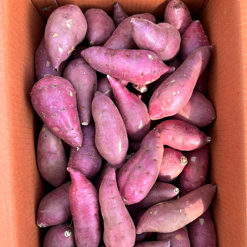 산지직송 국내산  꿀 고구마 3kg 5kg 