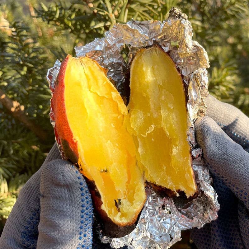 산지직송 국내산 꿀 고구마 3kg 5kg