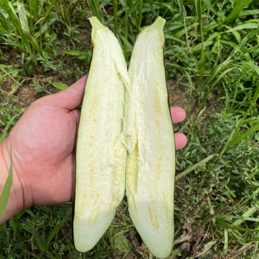 산지직송 여주 금보라빛 가지 1kg 3kg 5kg