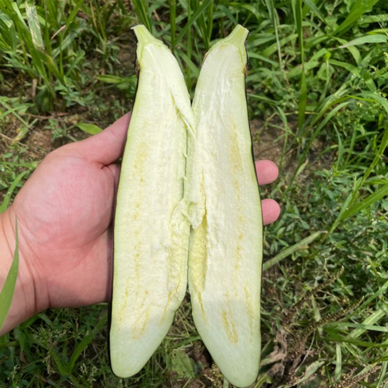 산지직송 여주 금보라빛 가지 1kg 3kg 5kg