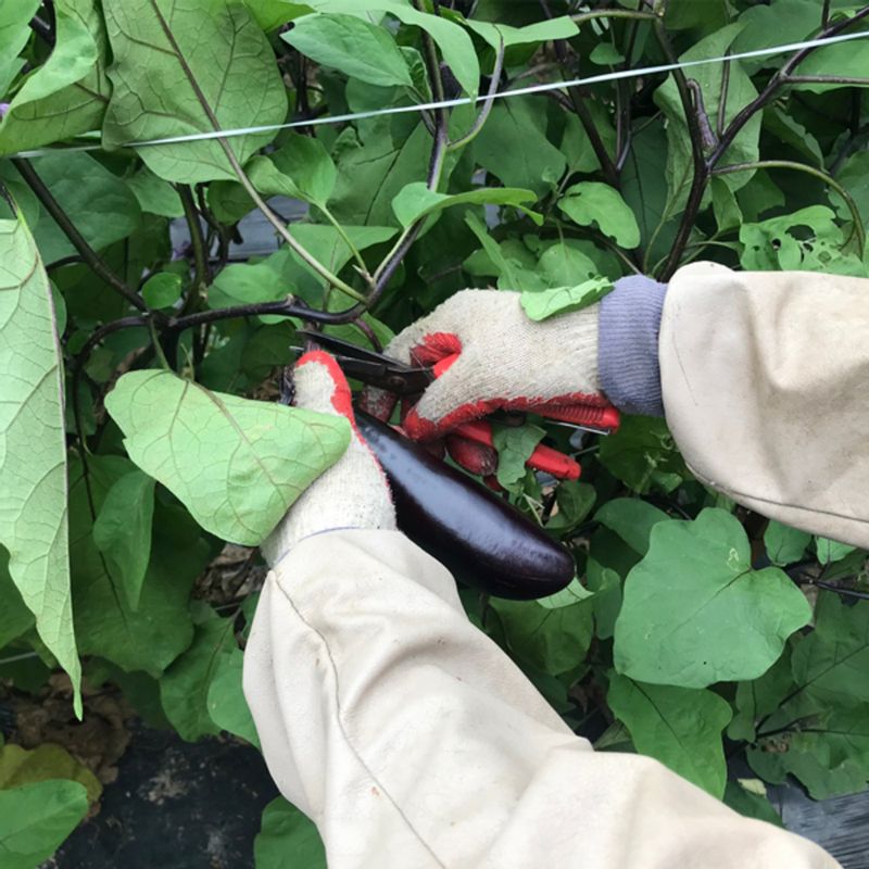 산지직송 여주 금보라빛 가지 1kg 3kg 5kg
