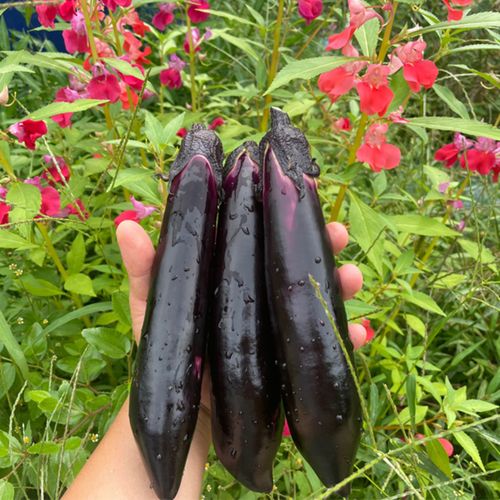 산지직송 여주 금보라빛 가지