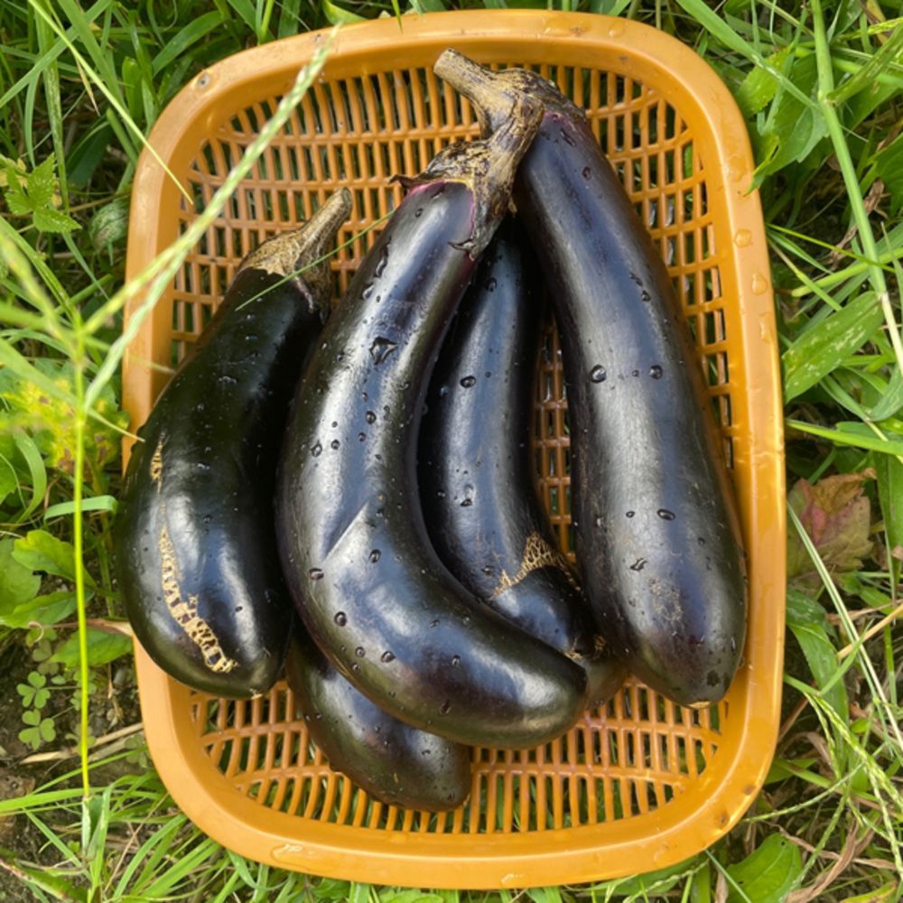 산지직송 금보라빛 못난이가지 1kg 3kg 5kg