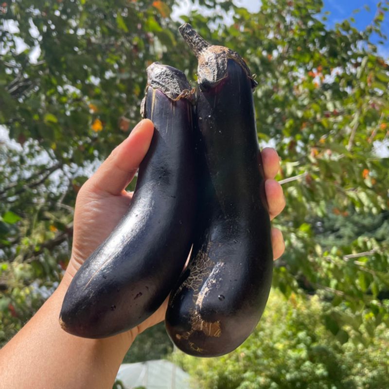산지직송 금보라빛 못난이가지 1kg 3kg 5kg