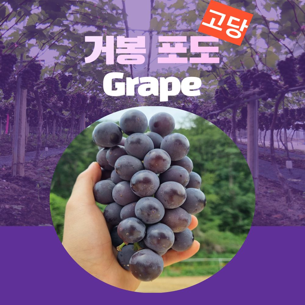 [딜리셔스] 100% 엄선된 국내산 고당도 거봉