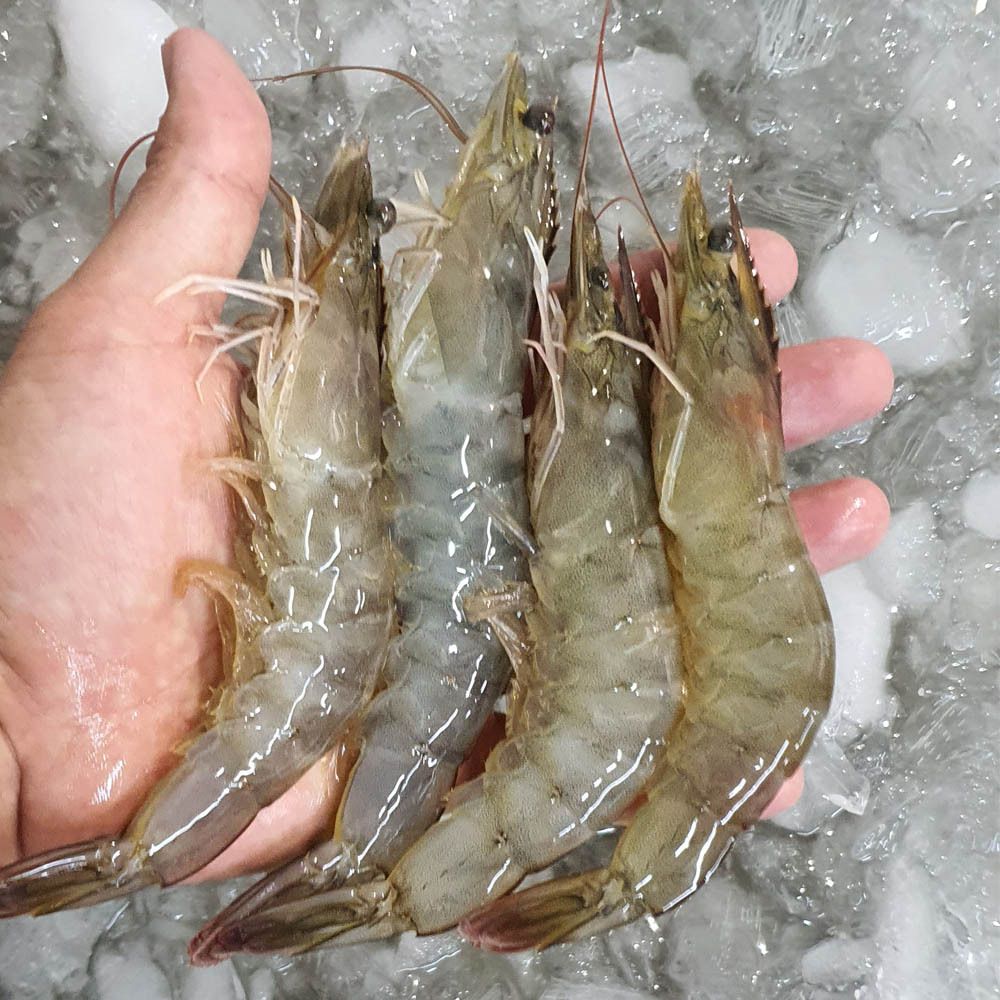 23년 국내산 신안 탱글탱글 생새우 1kg(36~42미 내외)