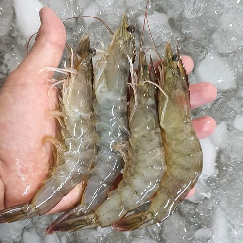 23년 국내산 신안 탱글탱글 생새우 1kg(36~42미 내외)