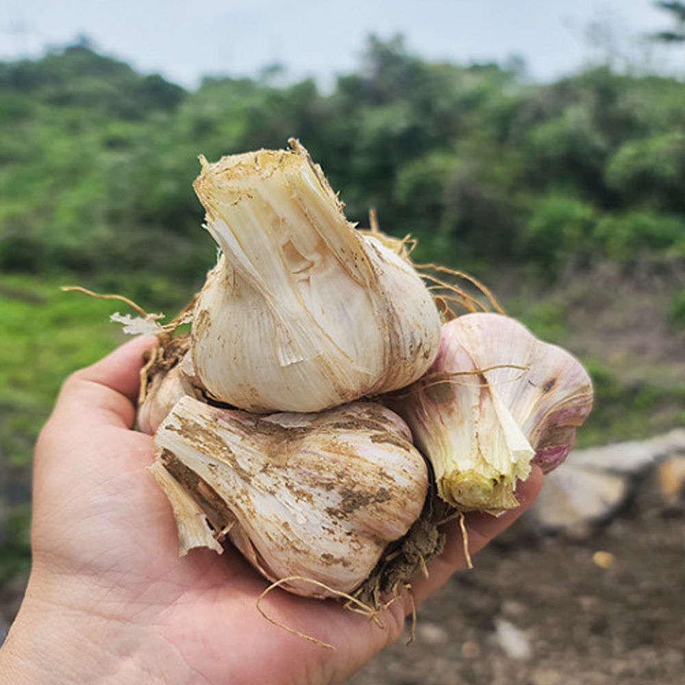 매운맛이 일품! 제주 햇마늘 피마늘 1.5kg~8kg