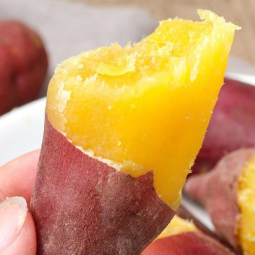 포슬포슬 햇 꿀밤 고구마 한입/상특혼합 1kg,3kg 택