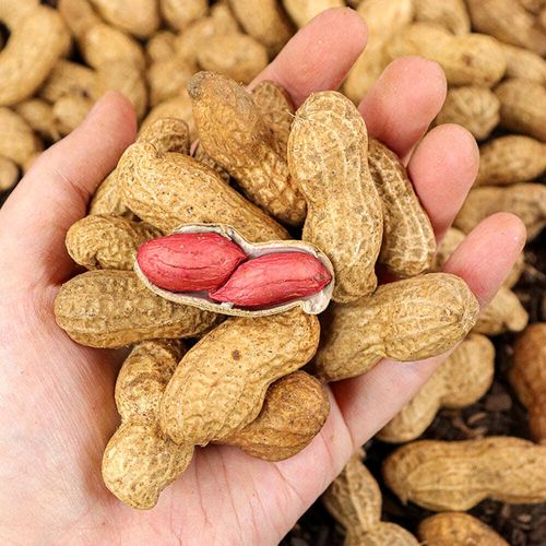 고소한 예천 햇 땅콩 1kg