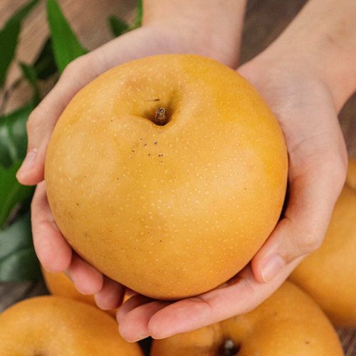 달콤하고~ 시원한 명품 꿀 옥황배! 중과,대과