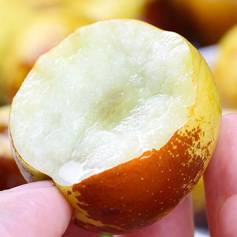 지금 딱 제철 꿀처럼 달콤한 사과대추 300g,1kg