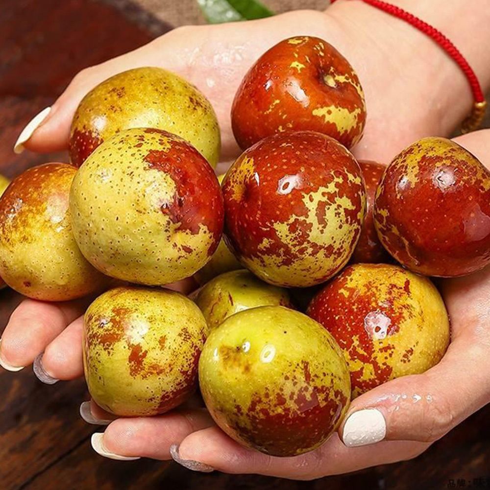 지금 딱 제철 꿀처럼 달콤한 사과대추 300g,1kg