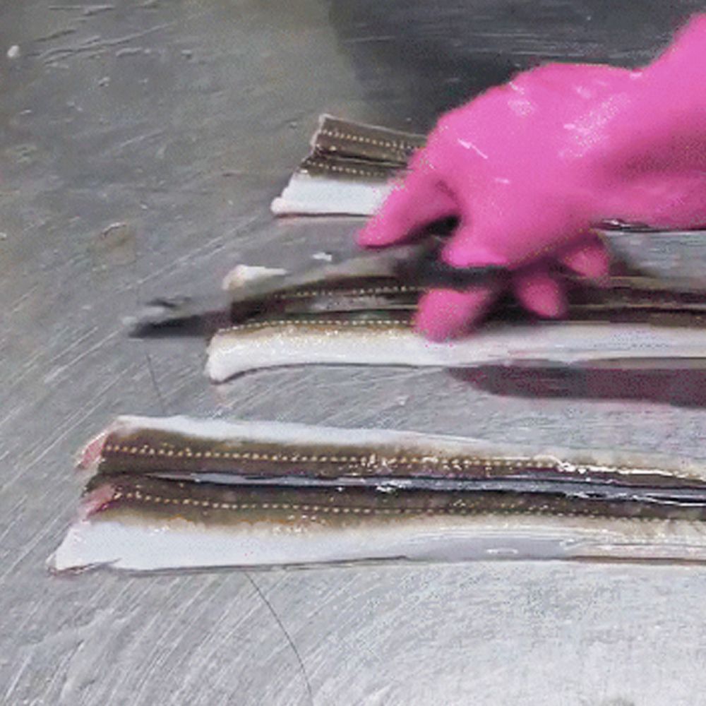 자연산 손질 통영 바다장어 1kg (중/대/특대)-소스증정