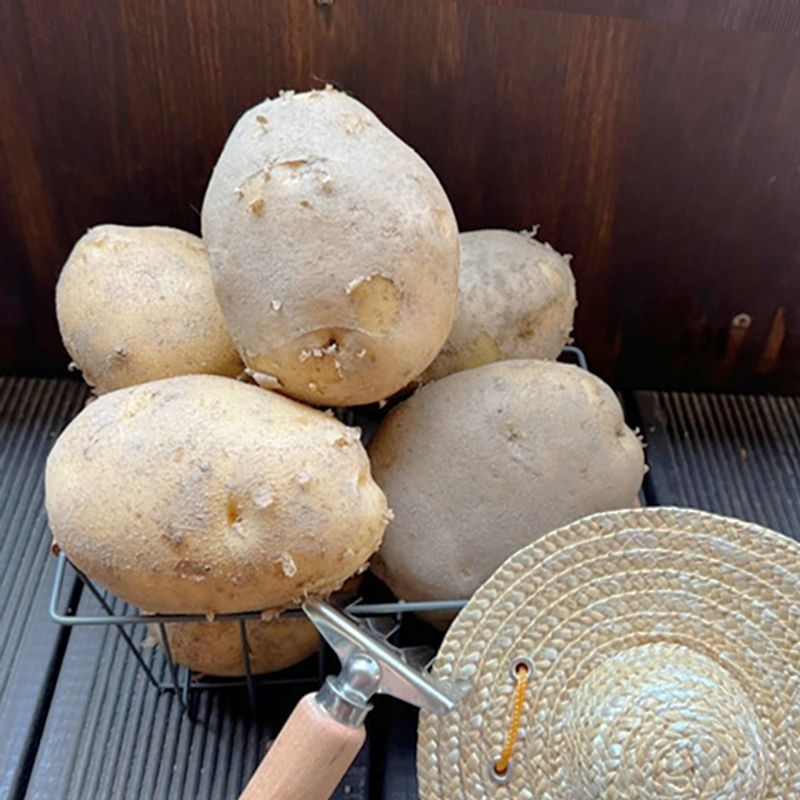 무농약 두백감자 3kg, 5kg (개당30g이하/조림용 반찬용)