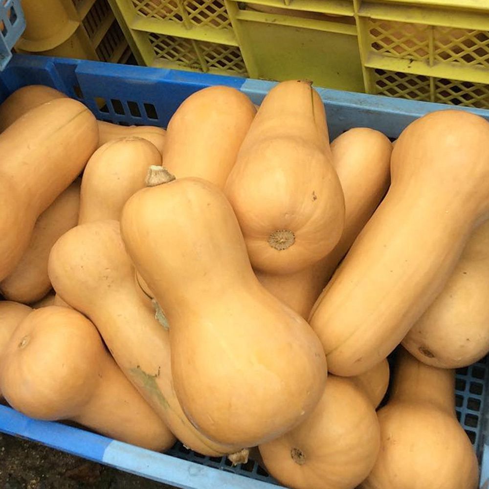 [산지직송] 고소하고 달콤한 제주 땅콩호박 3kg/6kg