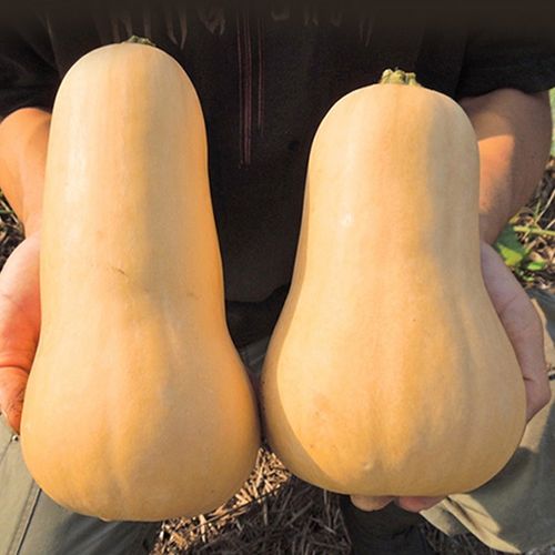 버터처럼 고소하고 부드러운~ 단맛을 지닌 땅콩호박