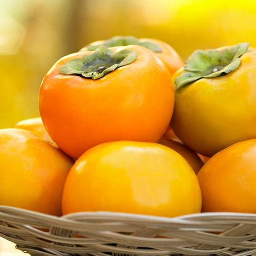 수분많고 달콤한 가을단감