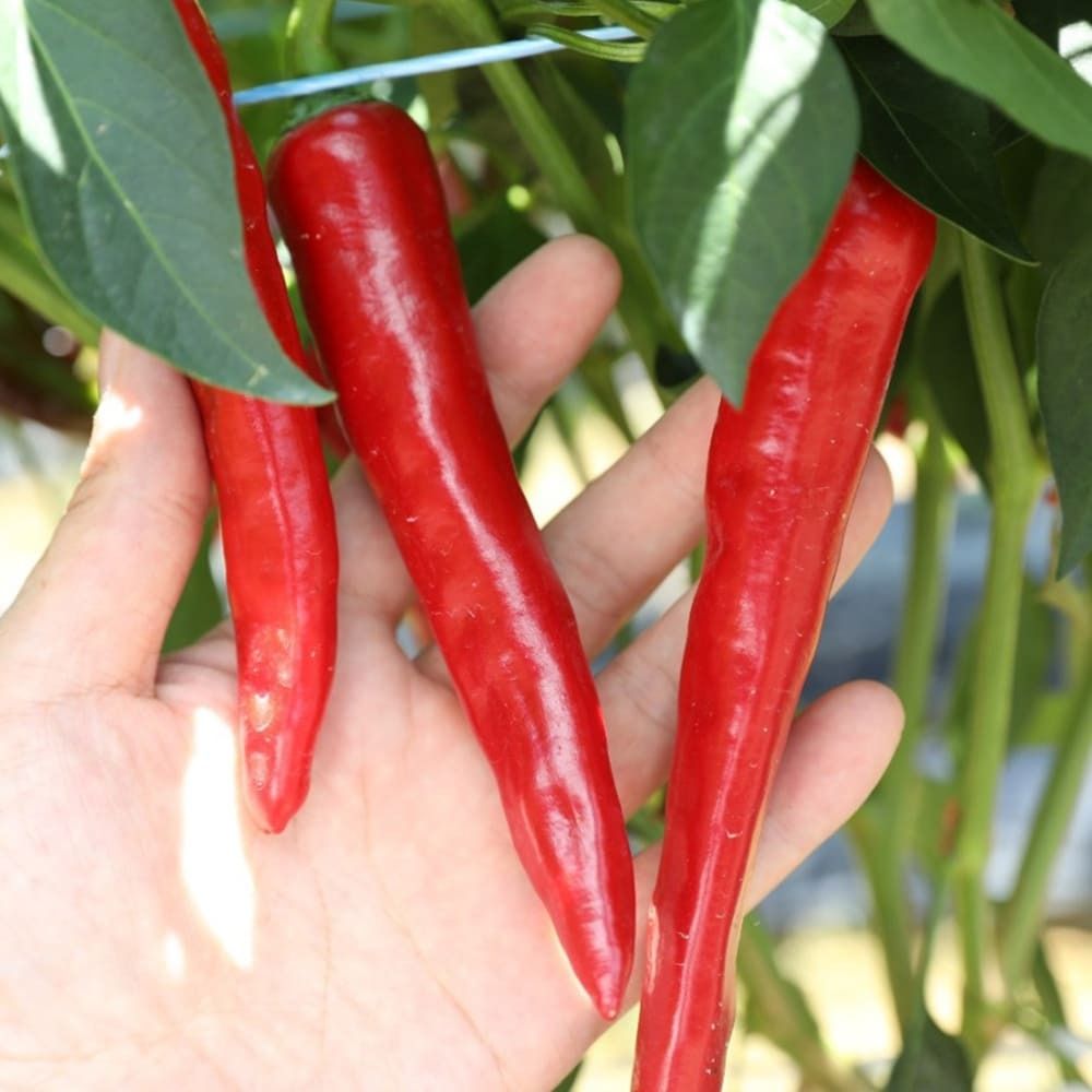 23년도 햇 국산 고춧가루 1kg (굵은/고운/청양)