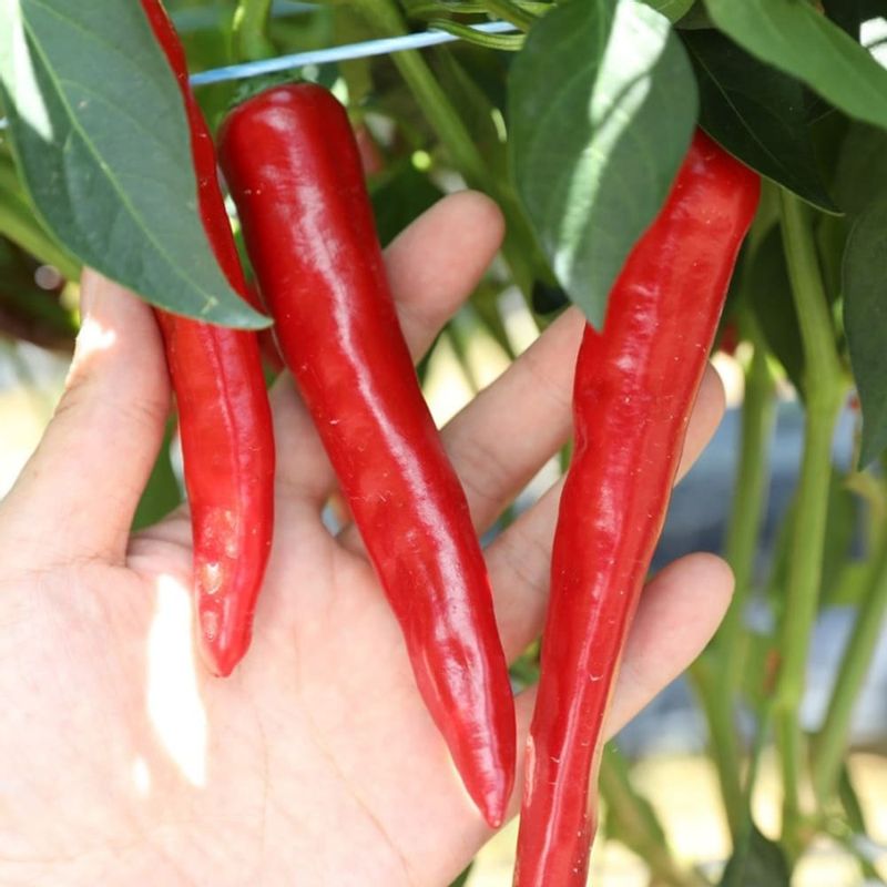 23년도 햇 국산 고춧가루 1kg (굵은/고운/청양)