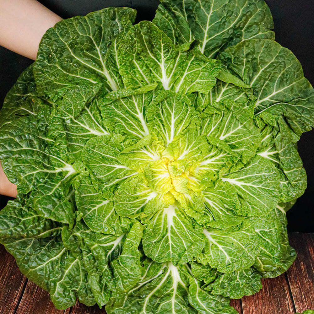 지금이 딱! 제철인 국내산 진도 봄동 1kg