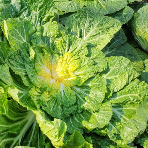 제철이라 단맛과 꼬수운 맛이 바짝~오른 ★국내산 진도 봄동