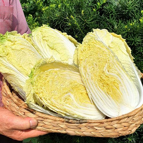 단단하게 꽉 찬 속과 노란 빛의 국내산 알배추