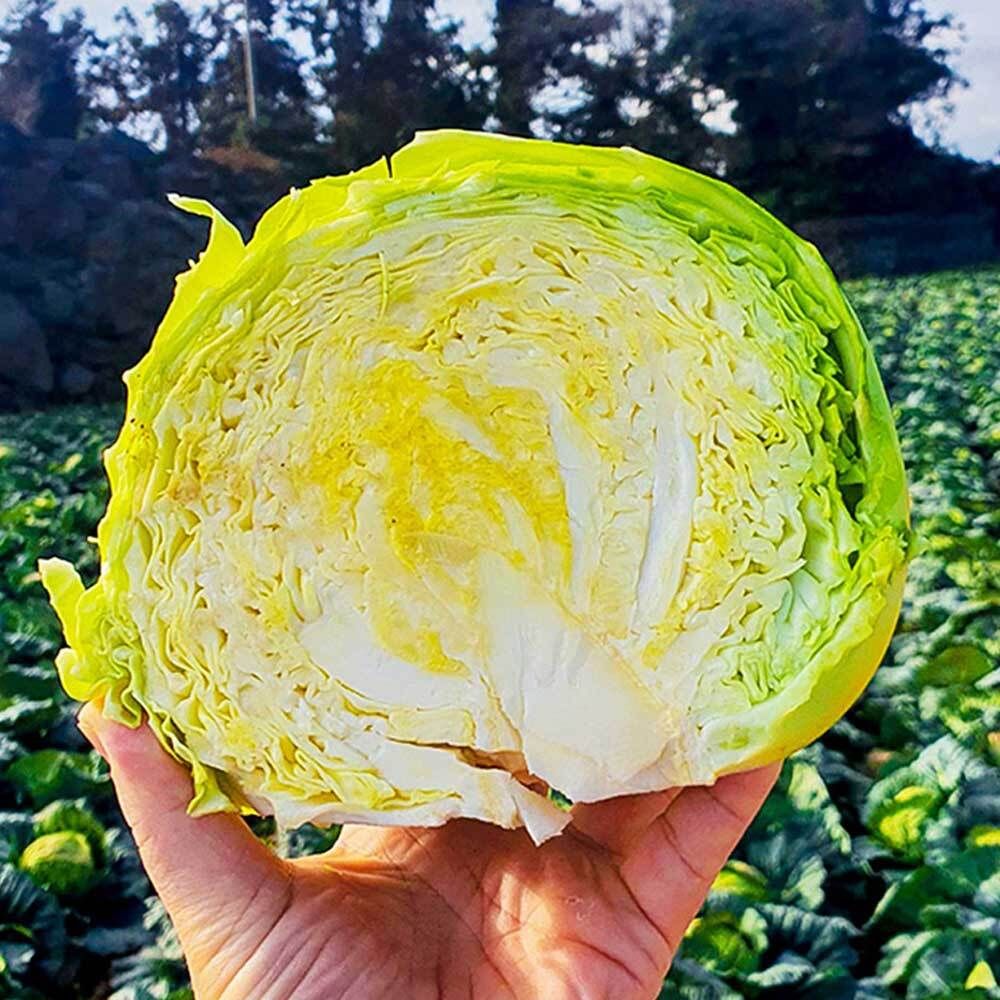 제주직송 작지만 알찬 달코미 미니 양배추 4kg / 8kg