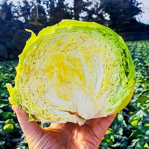 제주직송 작지만 알찬 달코미 미니 양배추 4kg / 8kg