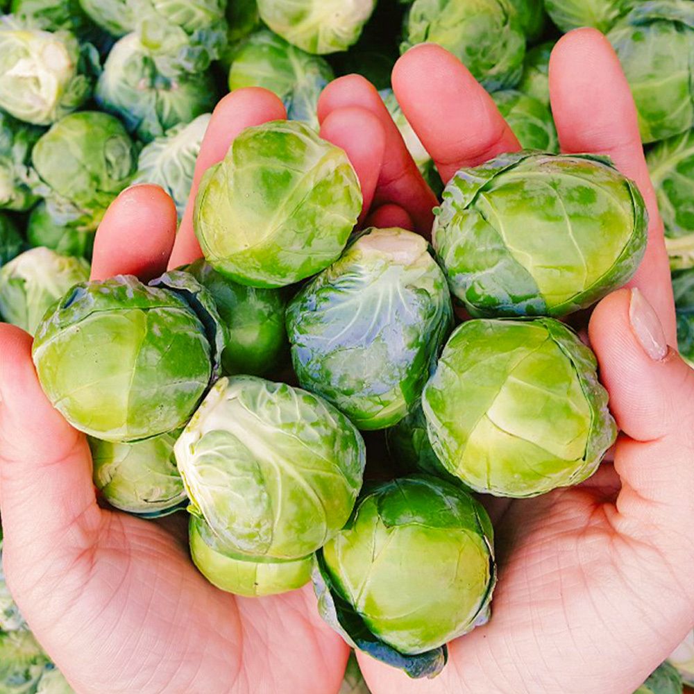 [제주직송] 영양소 풍부한 슈퍼푸드 방울양배추 1팩 (500g)