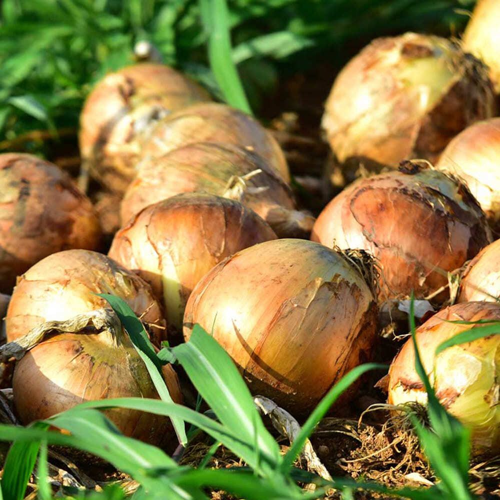 아삭함과 단단함, 단맛의 조화로움이 일품