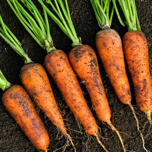 제주 아삭달큰한 정품 구좌당근 3kg 4.5kg 9kg (중/상/특/왕)