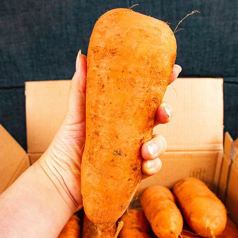 제주 아삭달큰한 정품 구좌당근 3kg 4.5kg 9kg (중/상/특/왕)