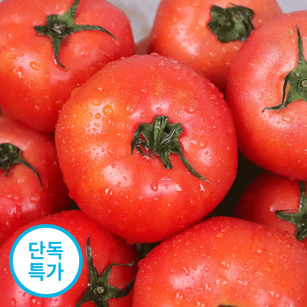 [지금이제철] 26년 제철 새콤달콤 햇 완숙토마토 2kg /3kg