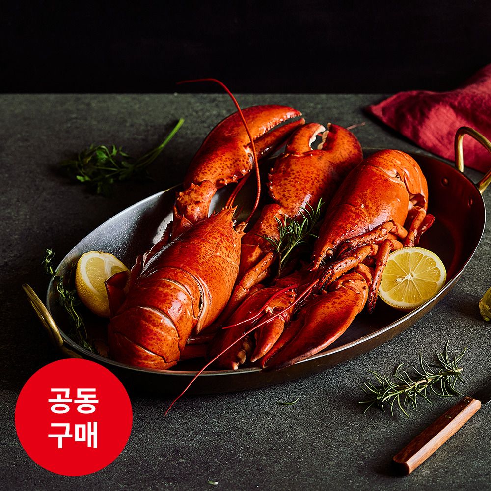 [공동구매] 초대형 랍스터가 39,900원! '더 씨킹' 통통 캐나다 킹 랍스터(800g~1kg)