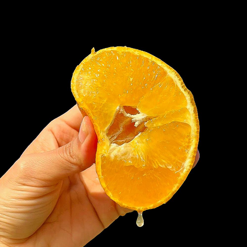 [무료반품/40년경력!] 최고당도 엄선! 과즙뚝뚝 '제주 황금향' + '친환경 감귤' 출시