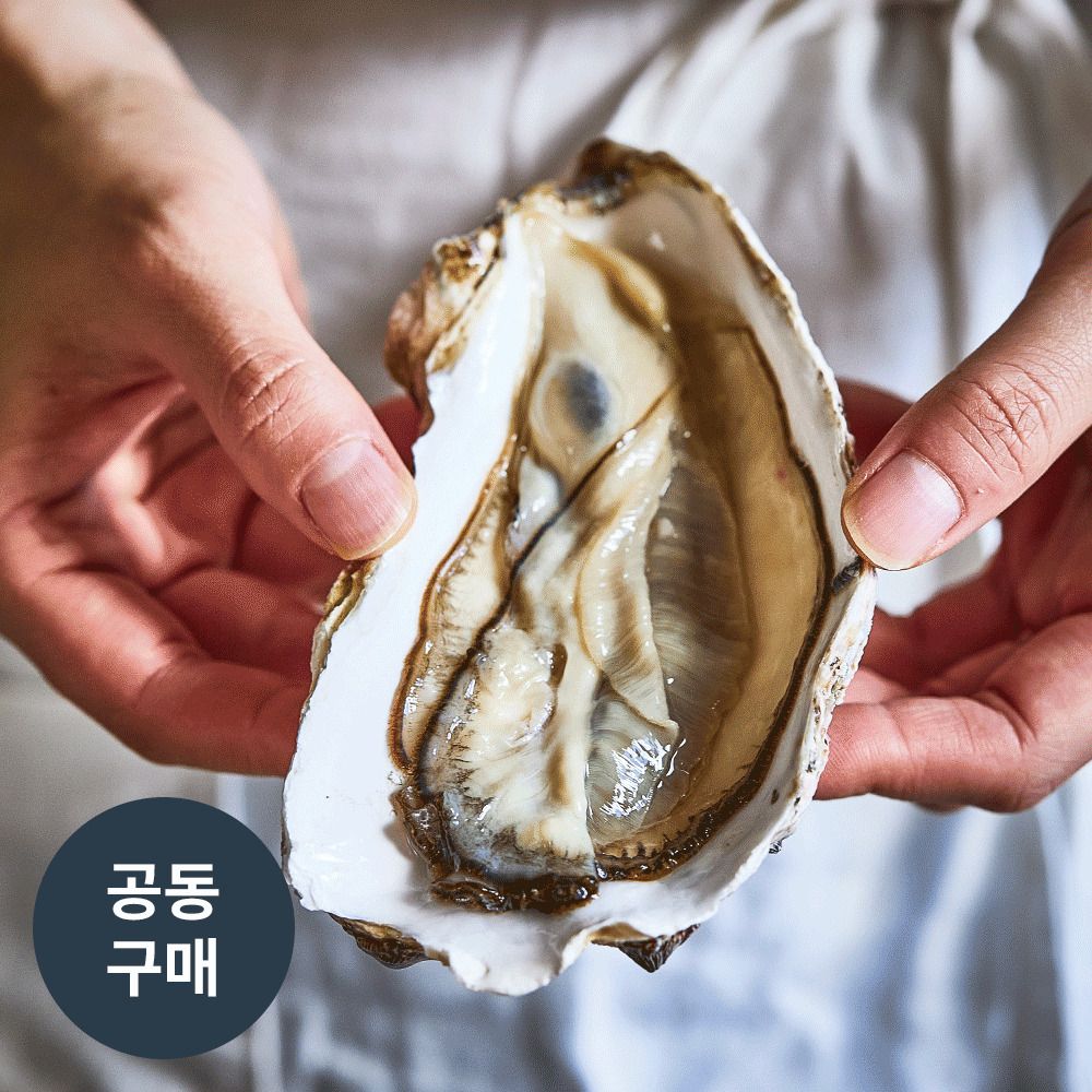 [공동구매] 녹진함 그 자체! 당일바리 대왕석화, '삼배체굴'(3/6/9kg)