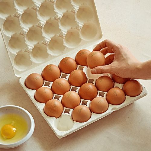 당일 산란한 난각번호 1번 유정란 특란 20구~80구