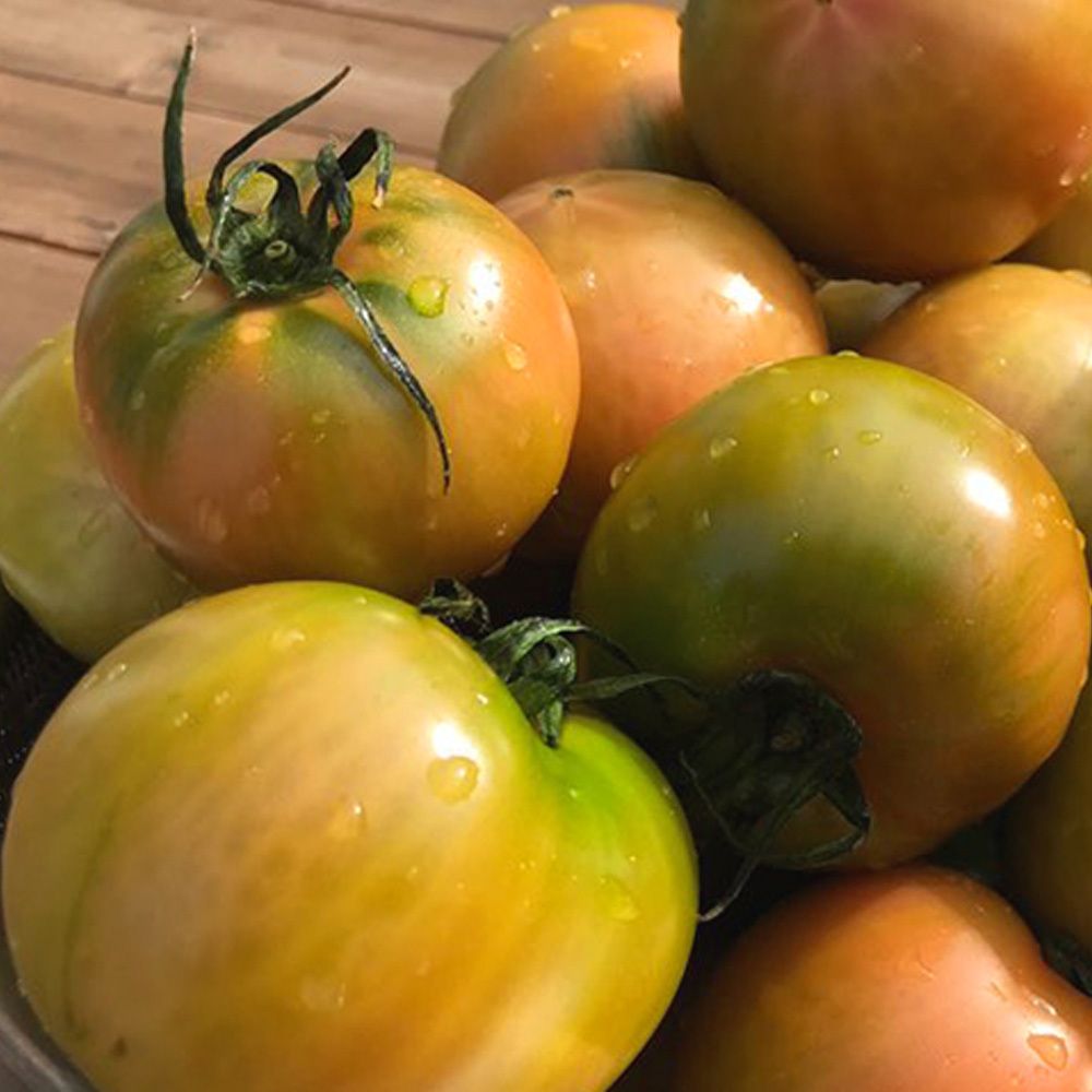 [산지직송] 26년 첫 출하! 부산 대저동에서 온 진짜 짭짤이! 특품 '대저토마토'(2.5kg)