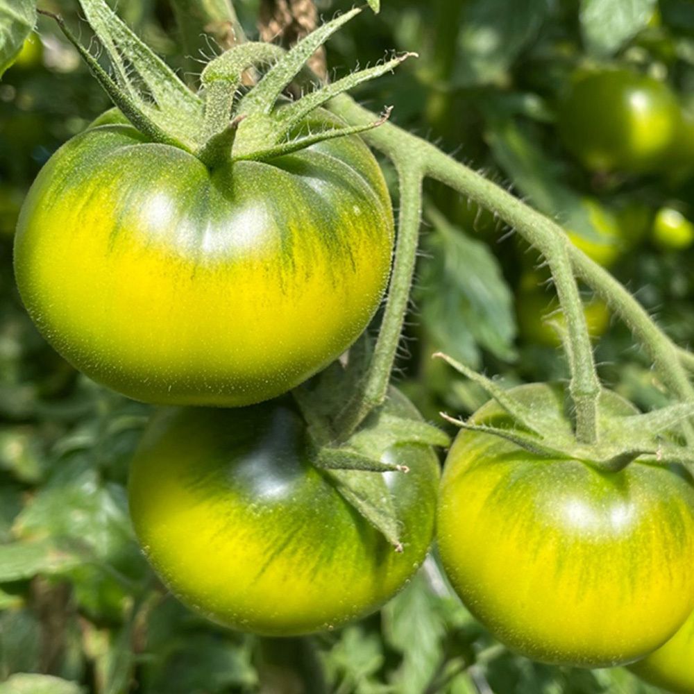 [산지직송] 26년 첫 출하! 부산 대저동에서 온 진짜 짭짤이! 특품 '대저토마토'(2.5kg)