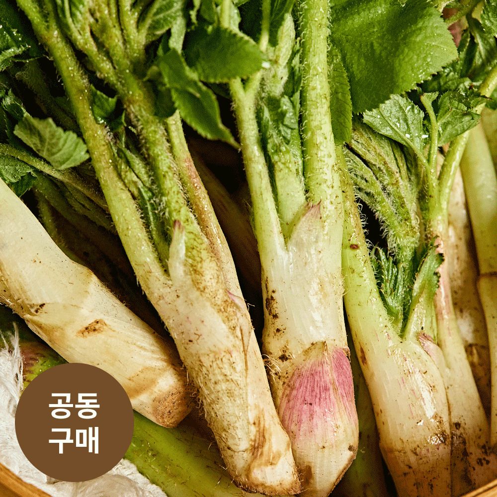 [산지직송] 금산직송! 제철맞은 무농약 ‘명품 땅두릅(독활)‘(500g)